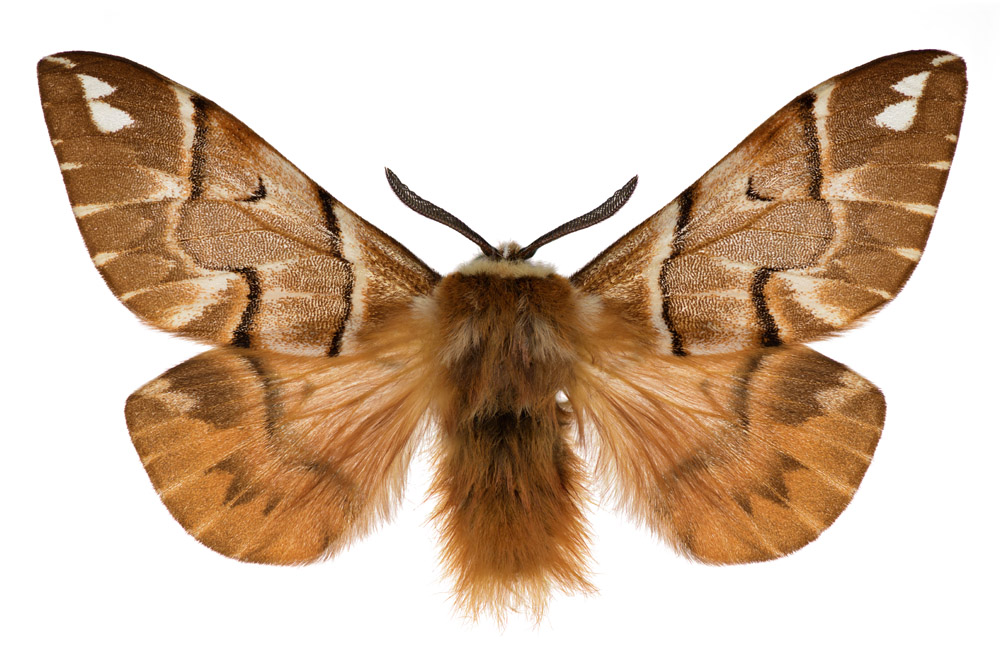 Familie der Birkenspinner,  Fundort Freisen, 50 mm Flügelspannweite